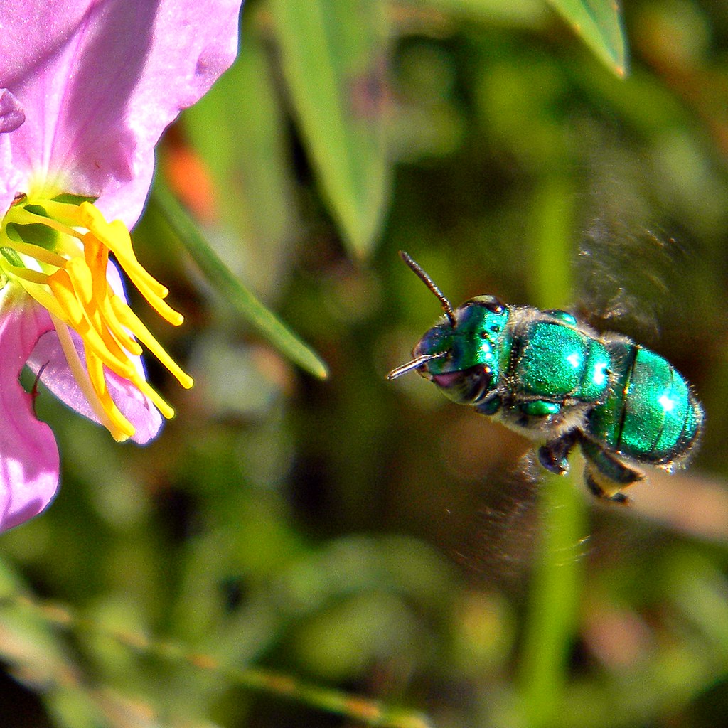 “Euglossa dilemma (Green Orchid Bee)” de bob in swamp (licence CC BY 2.0).